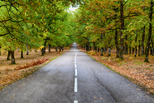 A road surrounded by trees and autumn leaves