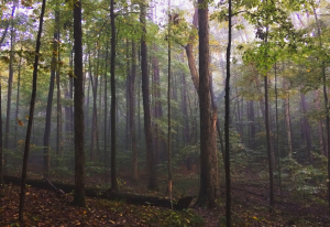 A foggy forest of tall thin trees